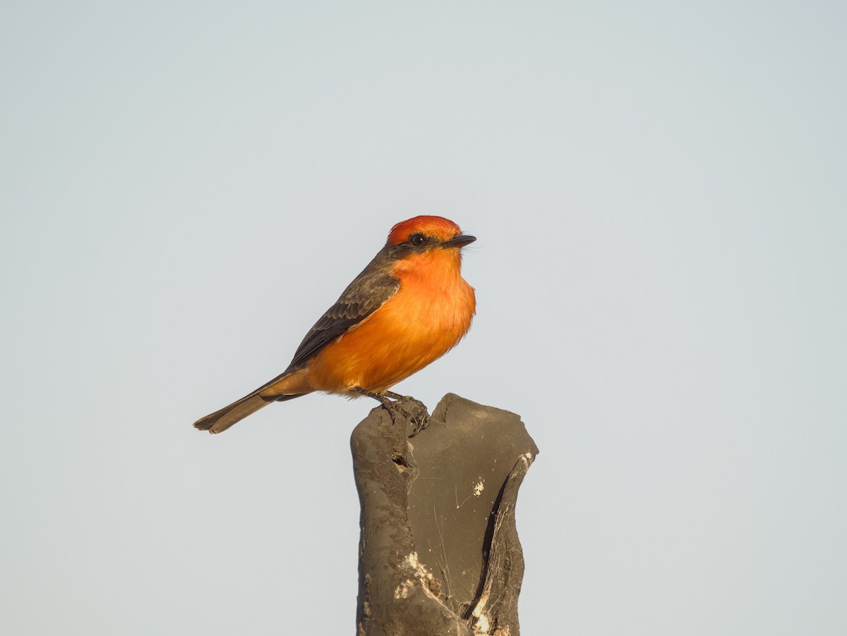 ベニタイランチョウ - ML647521864