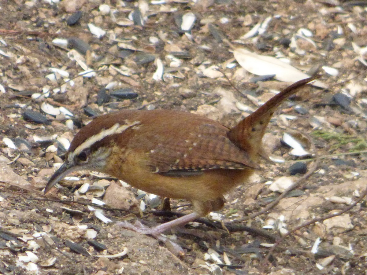 チャバラマユミソサザイ - ML647521866