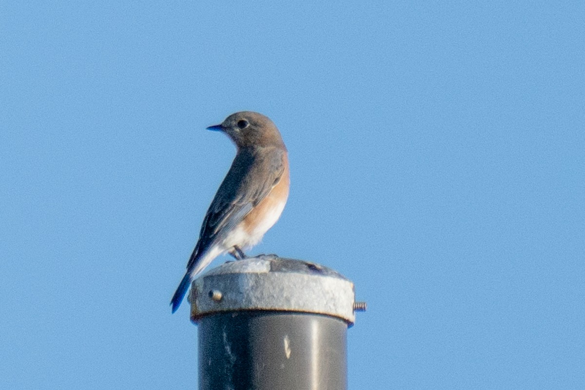 ルリツグミ - ML647521867