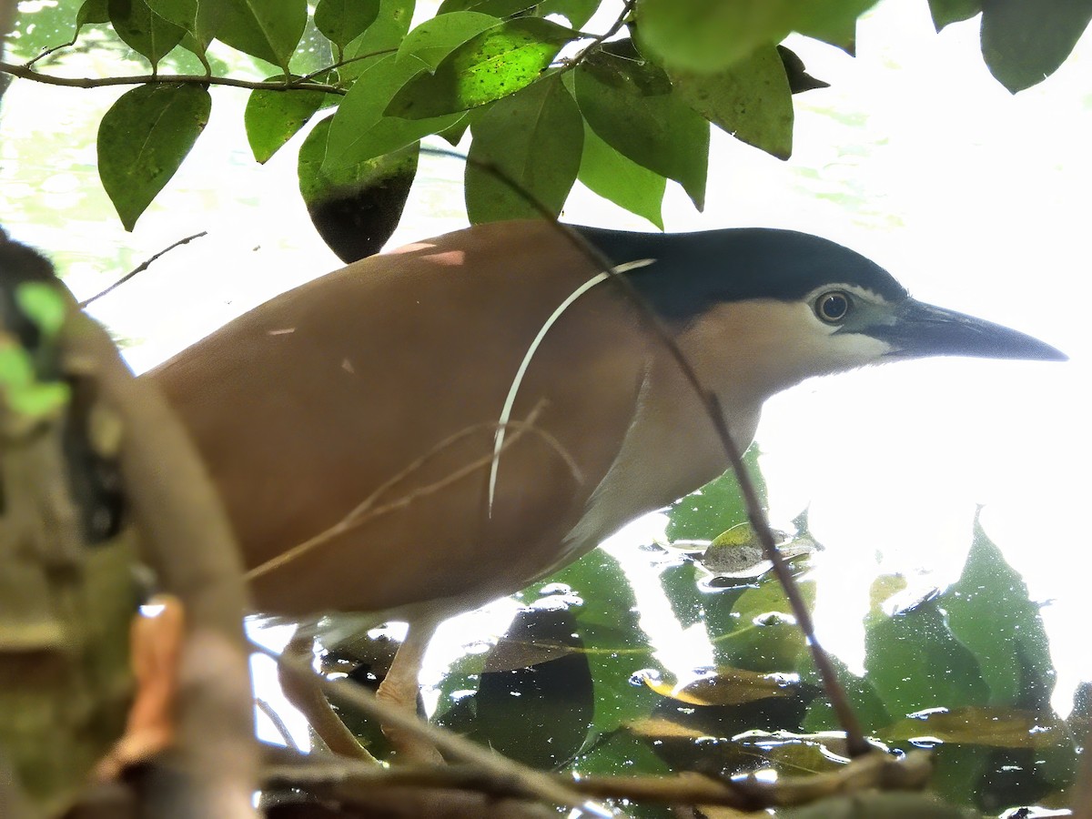 ハシブトゴイ - ML647521868