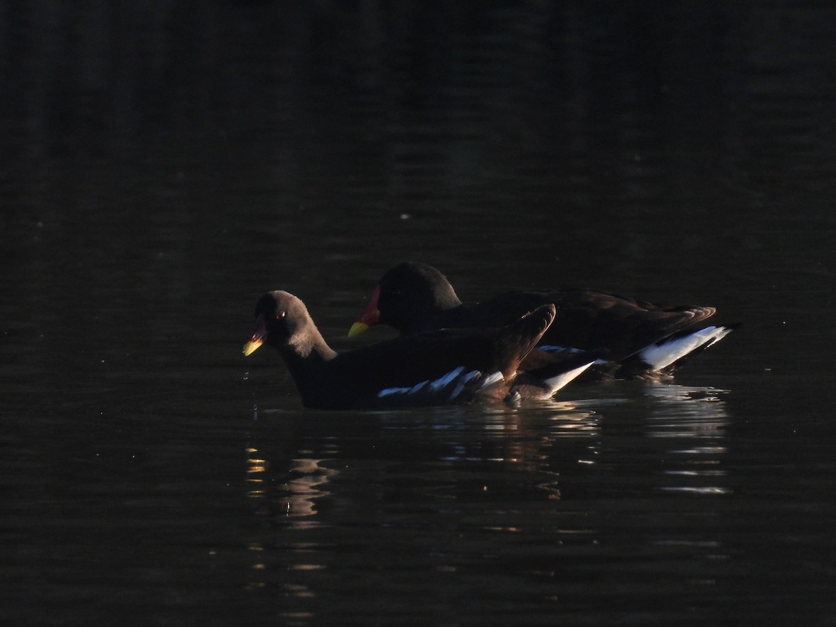 バン - ML647521869