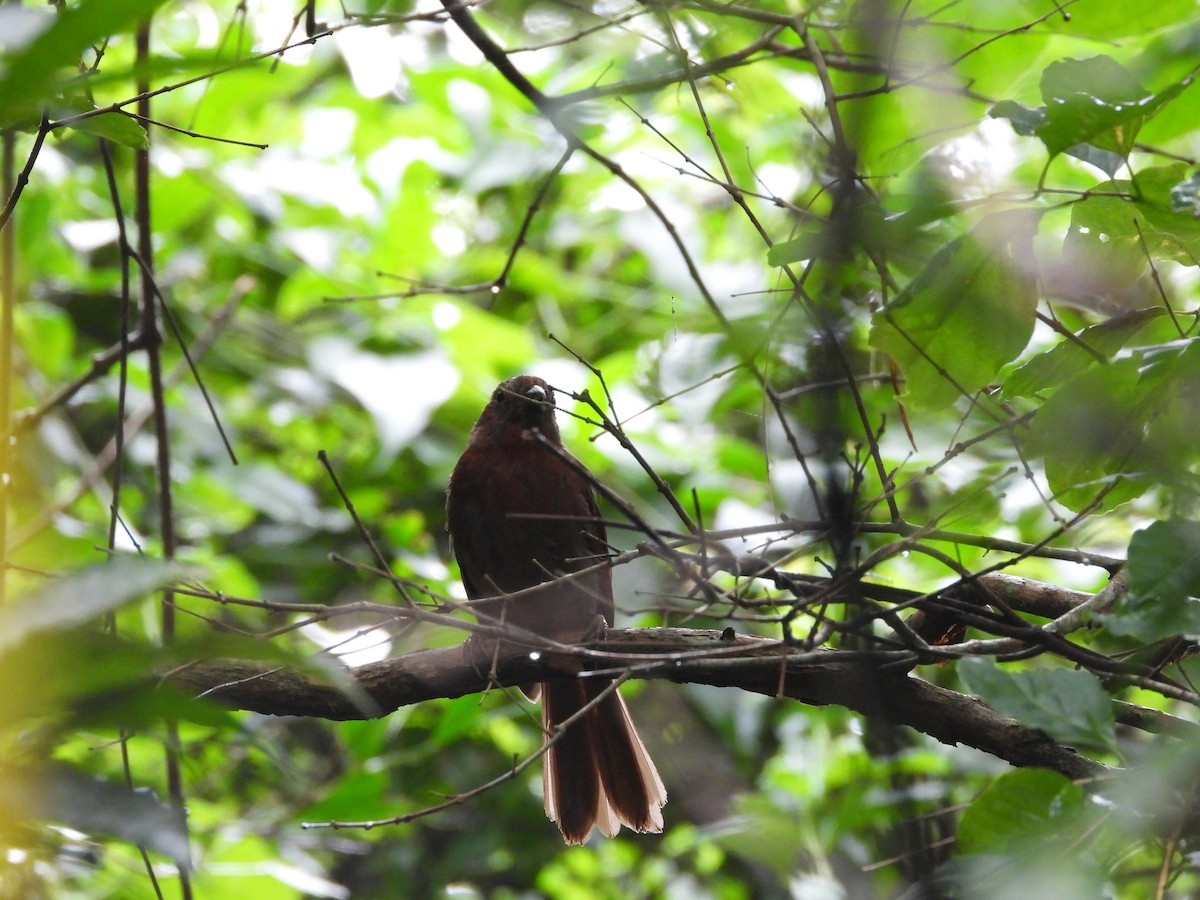 ズアカアリフウキンチョウ - ML647521870