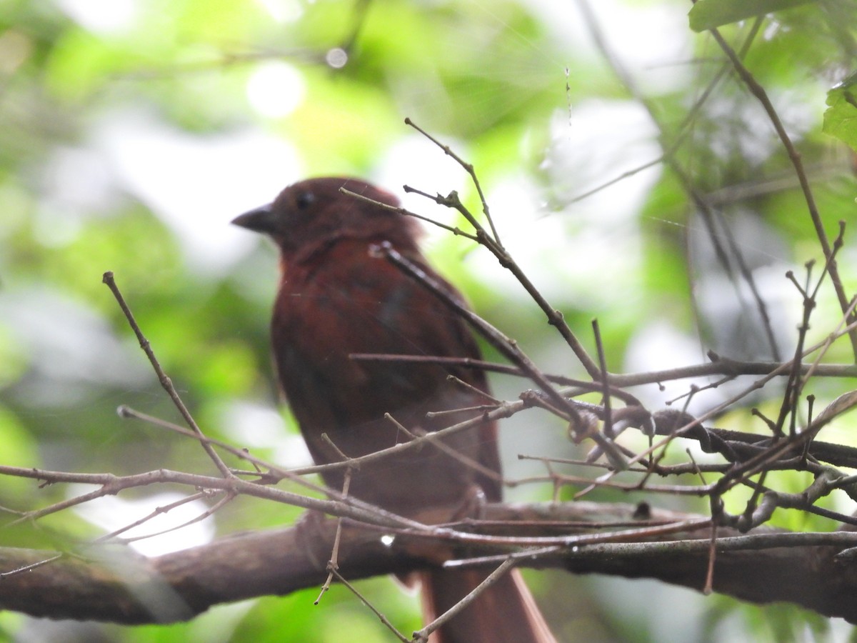 ズアカアリフウキンチョウ - ML647521871