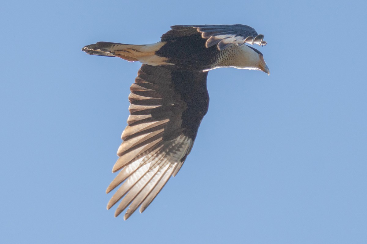 ミナミカラカラ - ML647521872