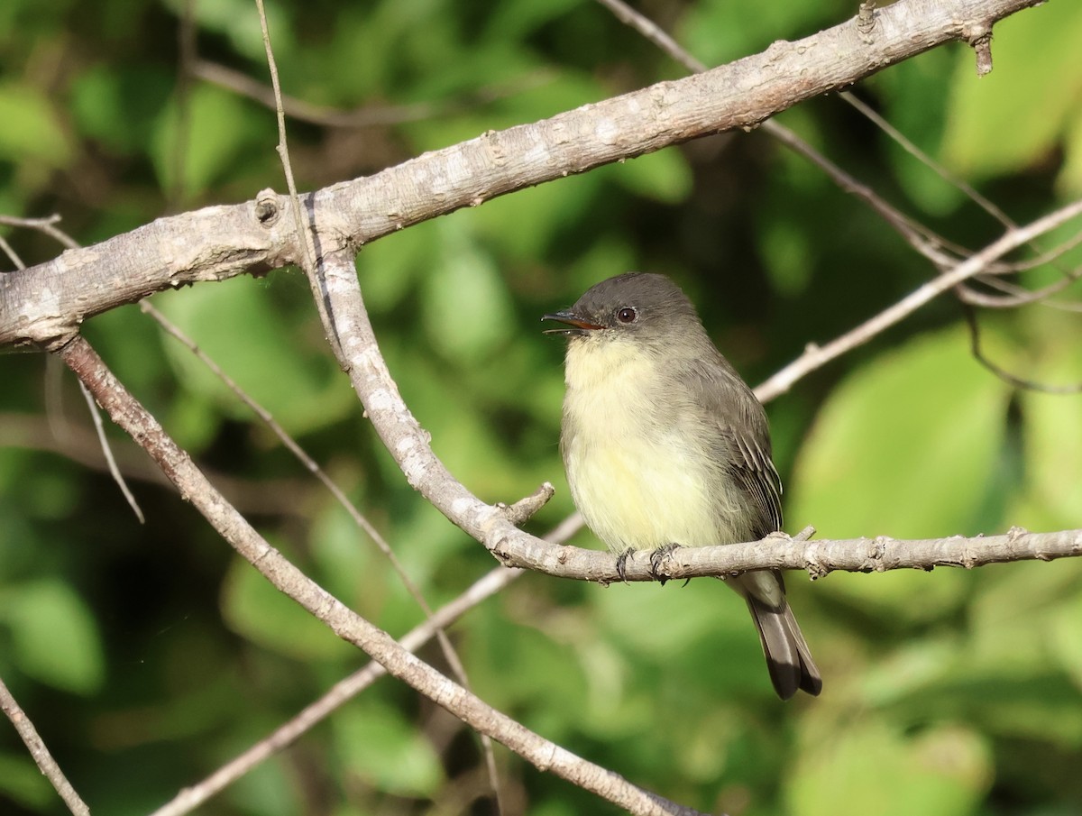 ツキヒメハエトリ - ML647521876