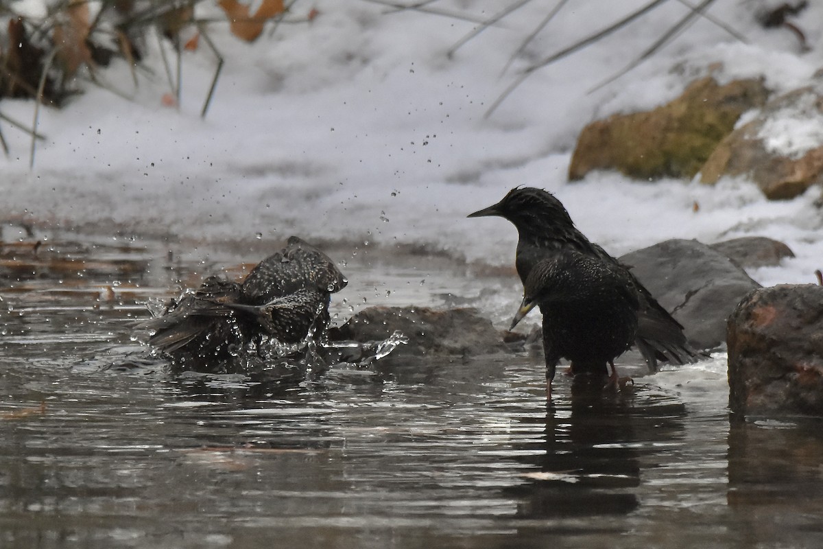 ホシムクドリ - ML647521879