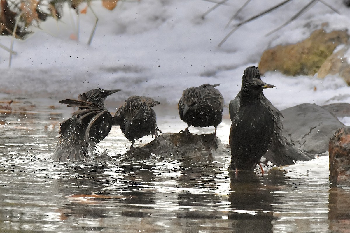 ホシムクドリ - ML647521880