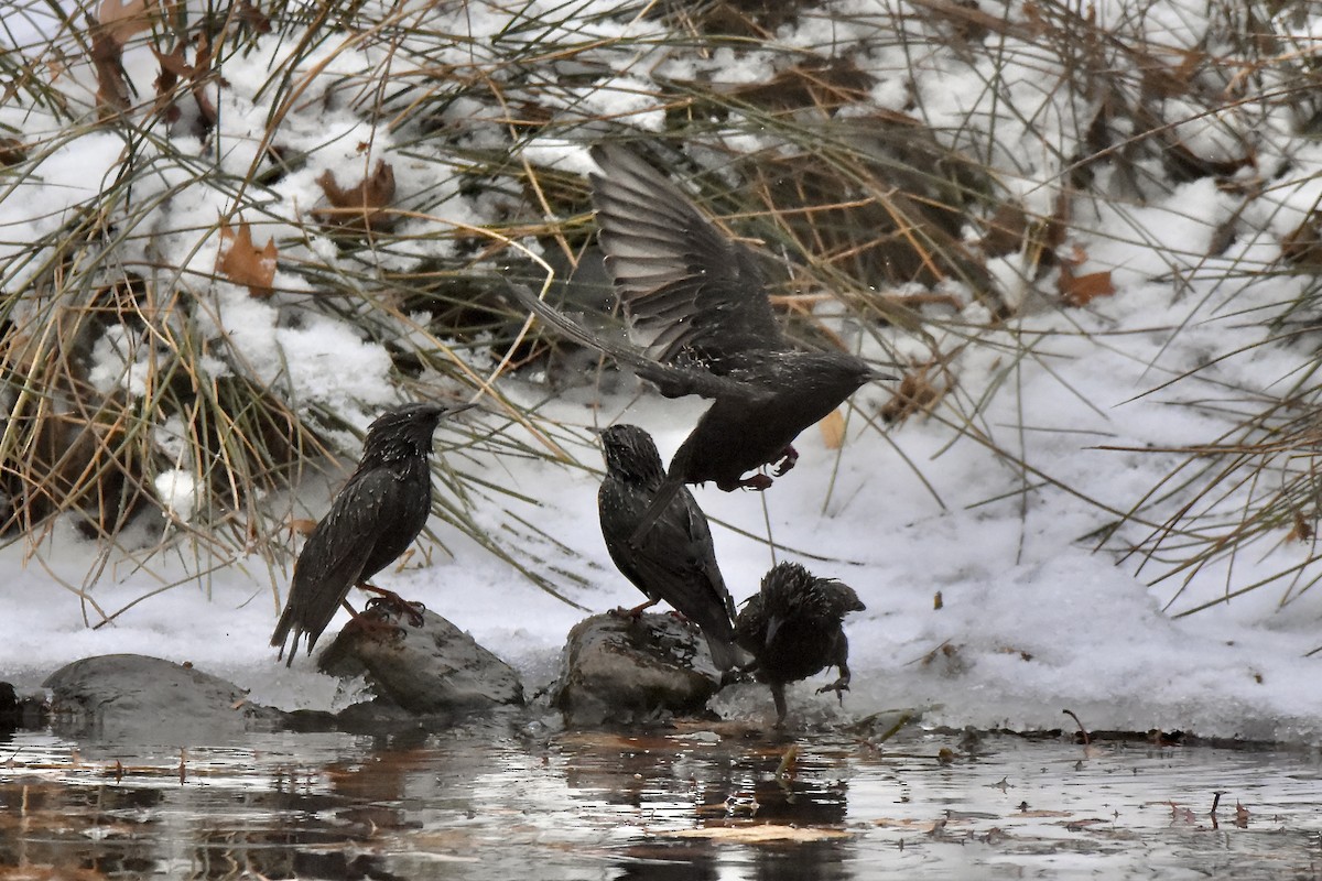 ホシムクドリ - ML647521881