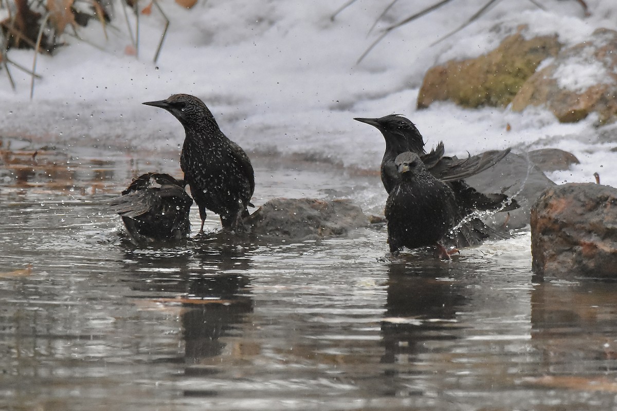 ホシムクドリ - ML647521882