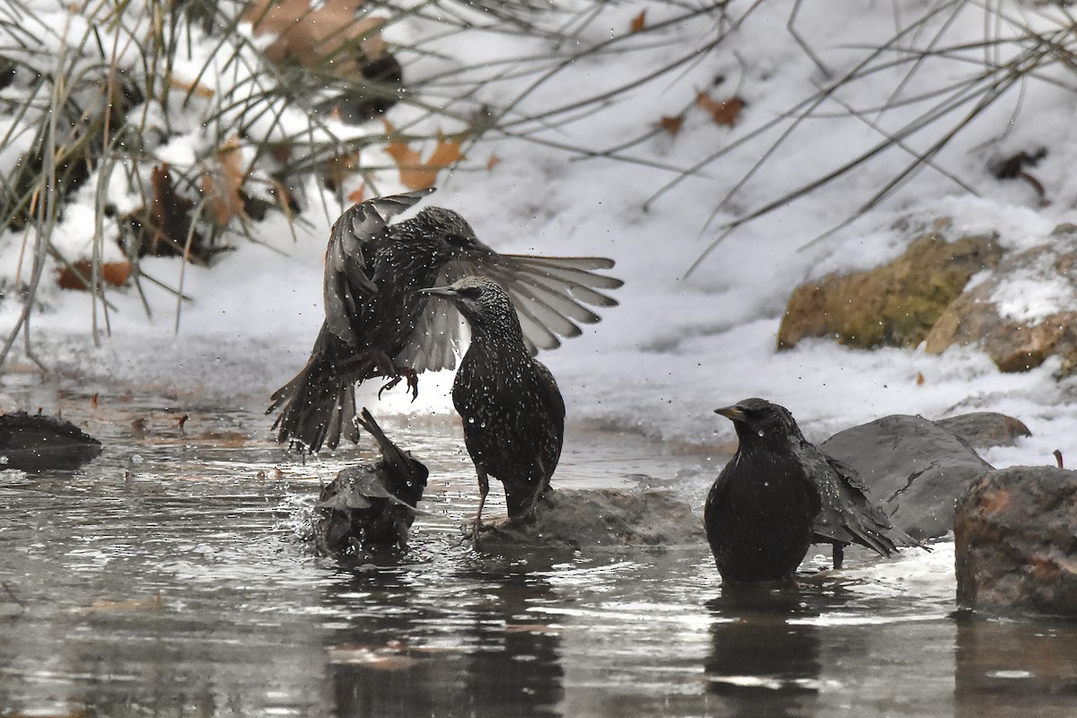 ホシムクドリ - ML647521883