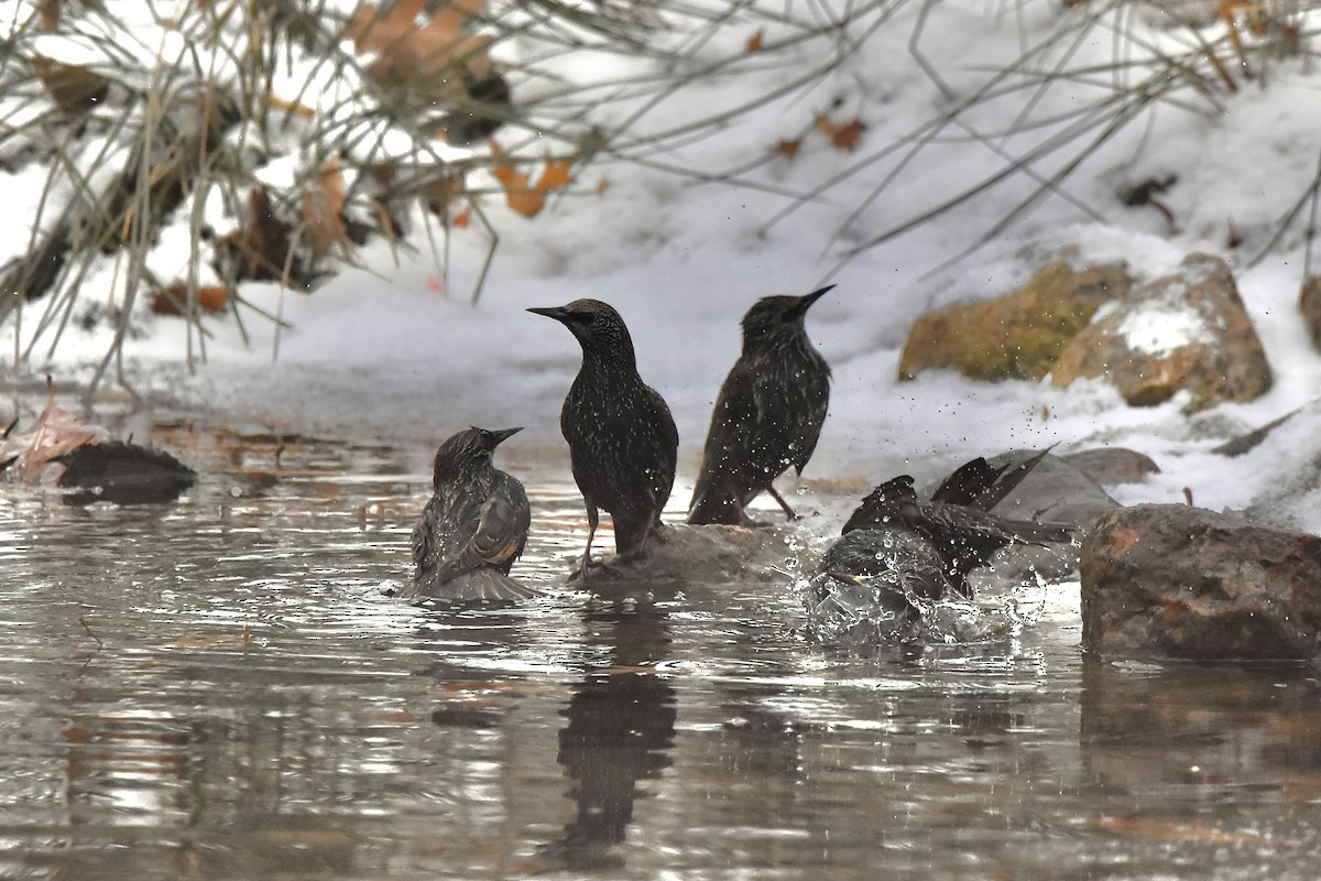 ホシムクドリ - ML647521884