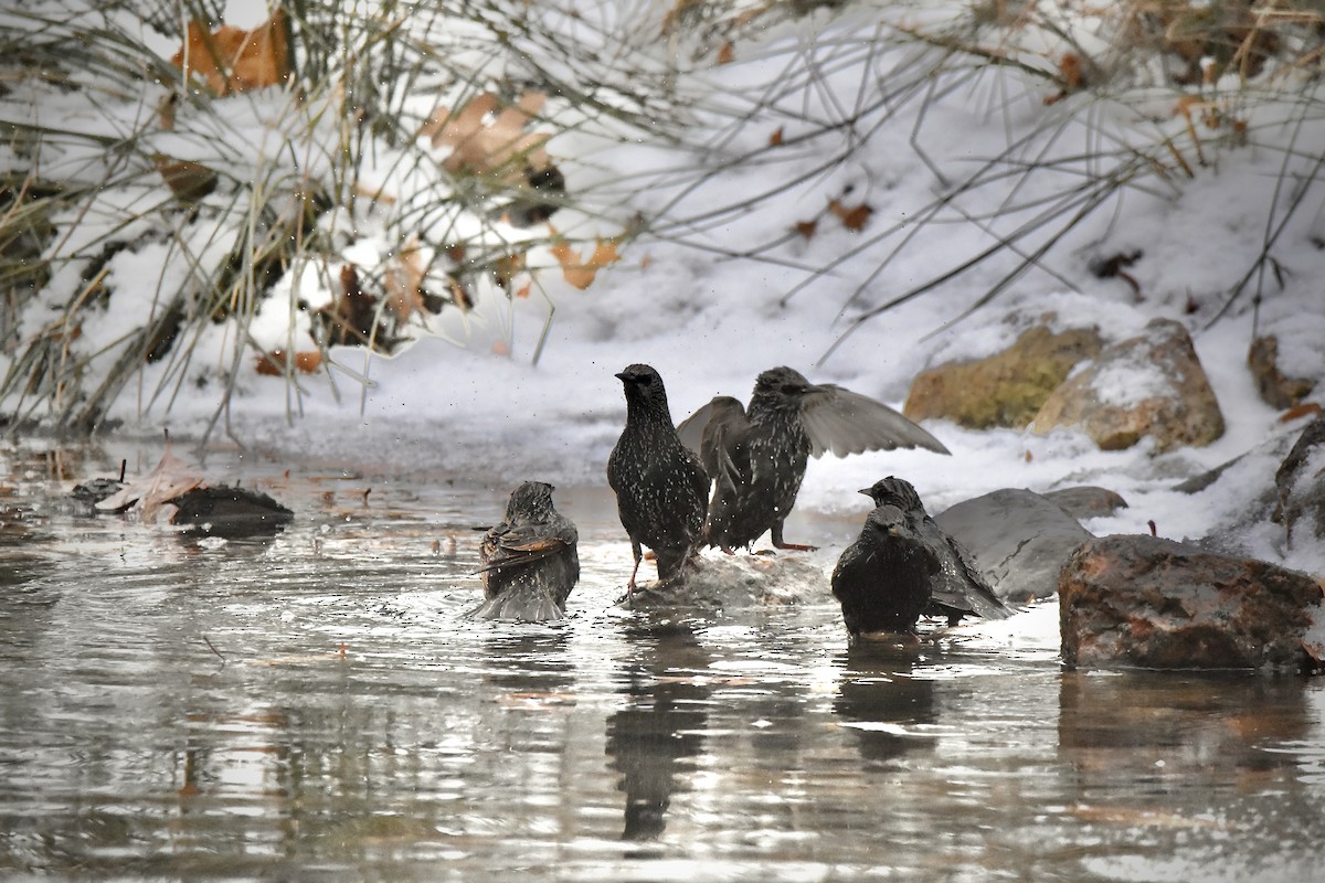 ホシムクドリ - ML647521885