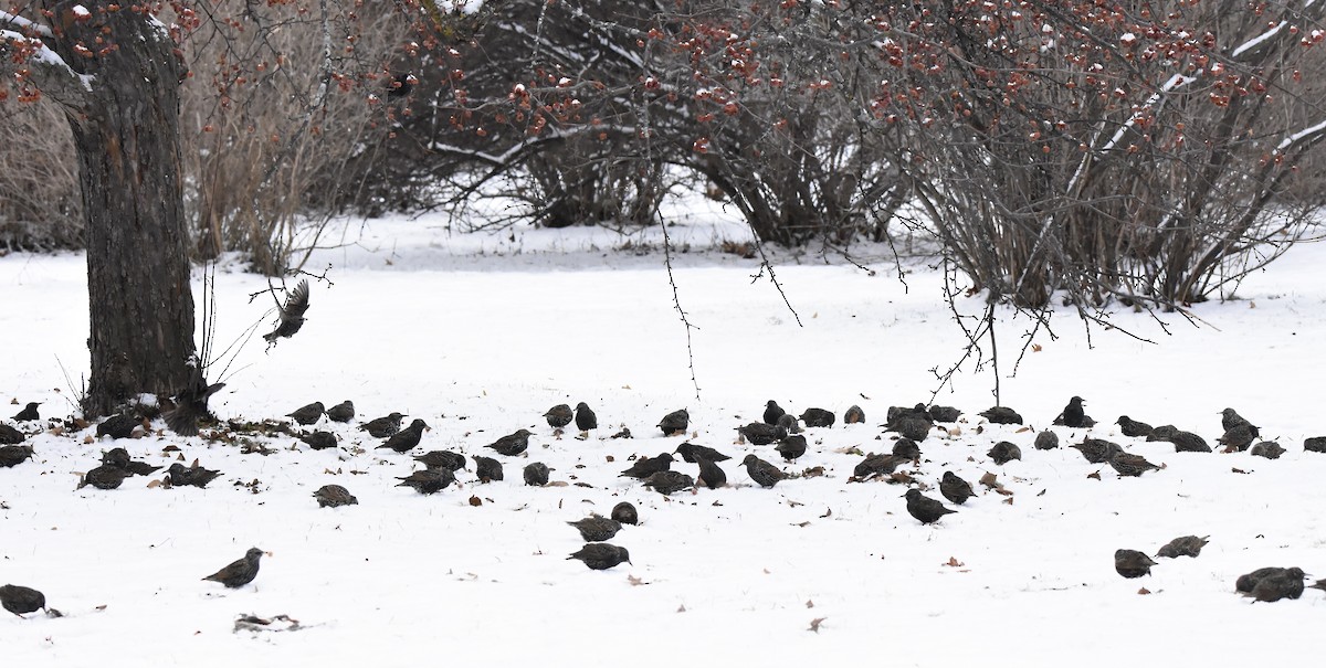 ホシムクドリ - ML647521886