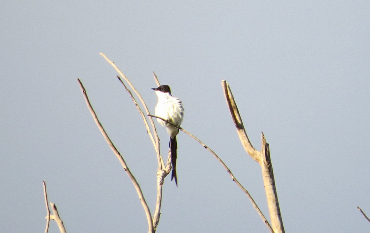 ズグロエンビタイランチョウ - ML647521888