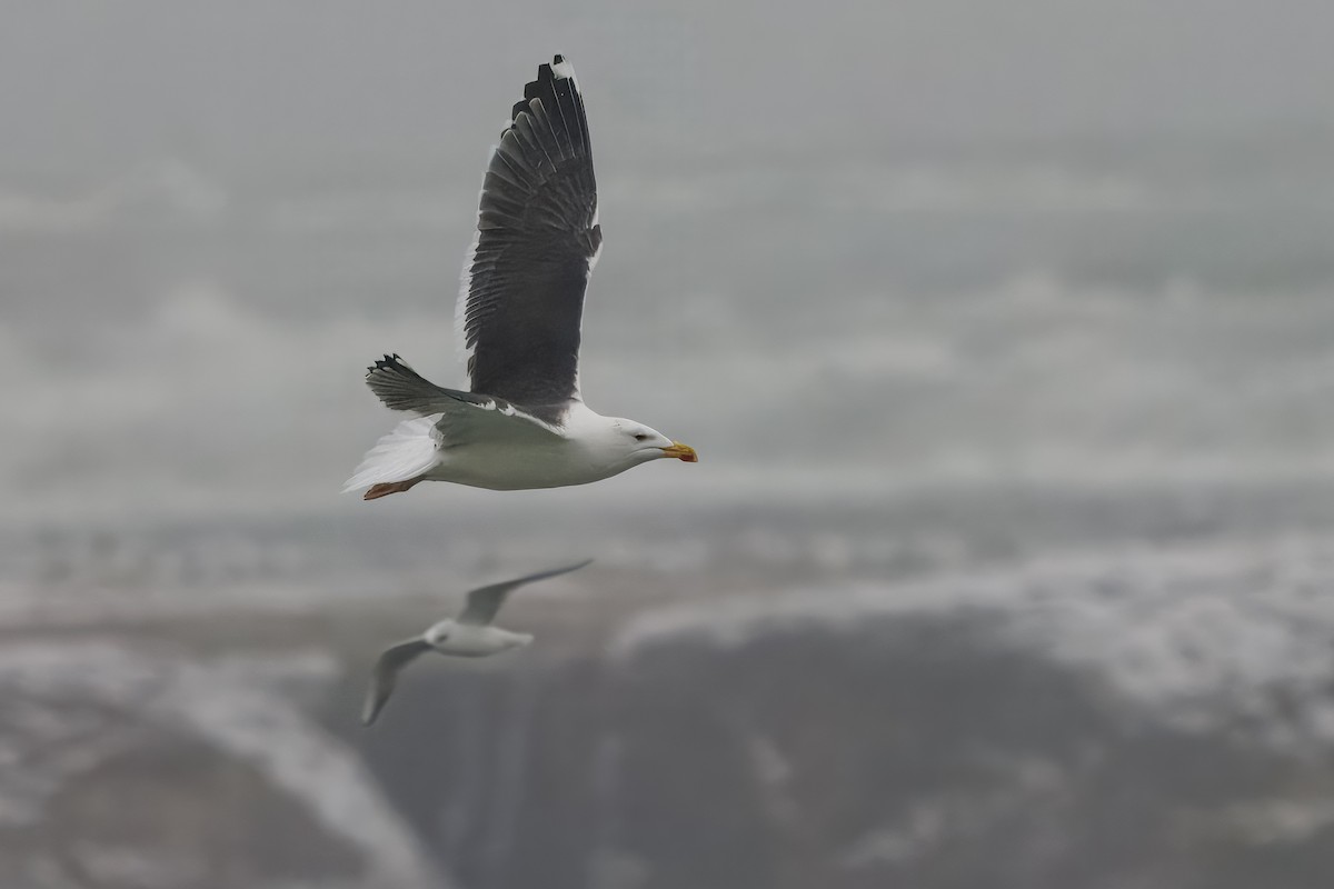 オオカモメ - ML647521889