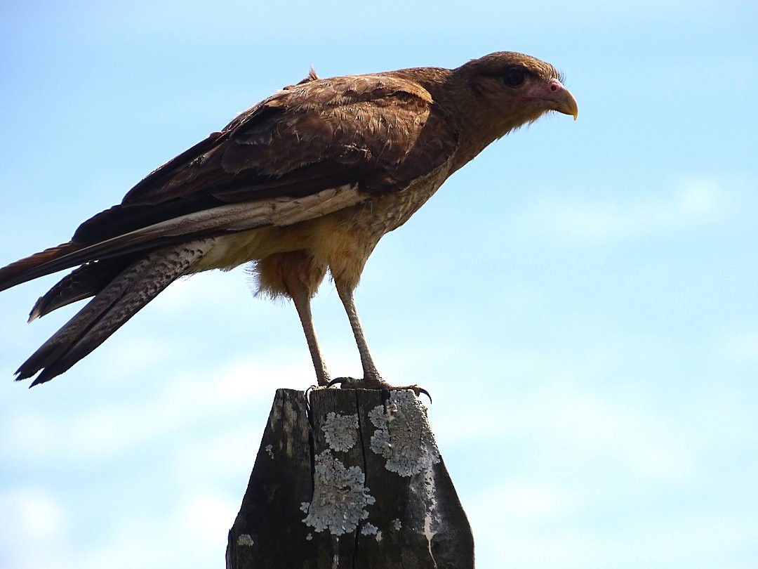 チマンゴカラカラ - ML647521891