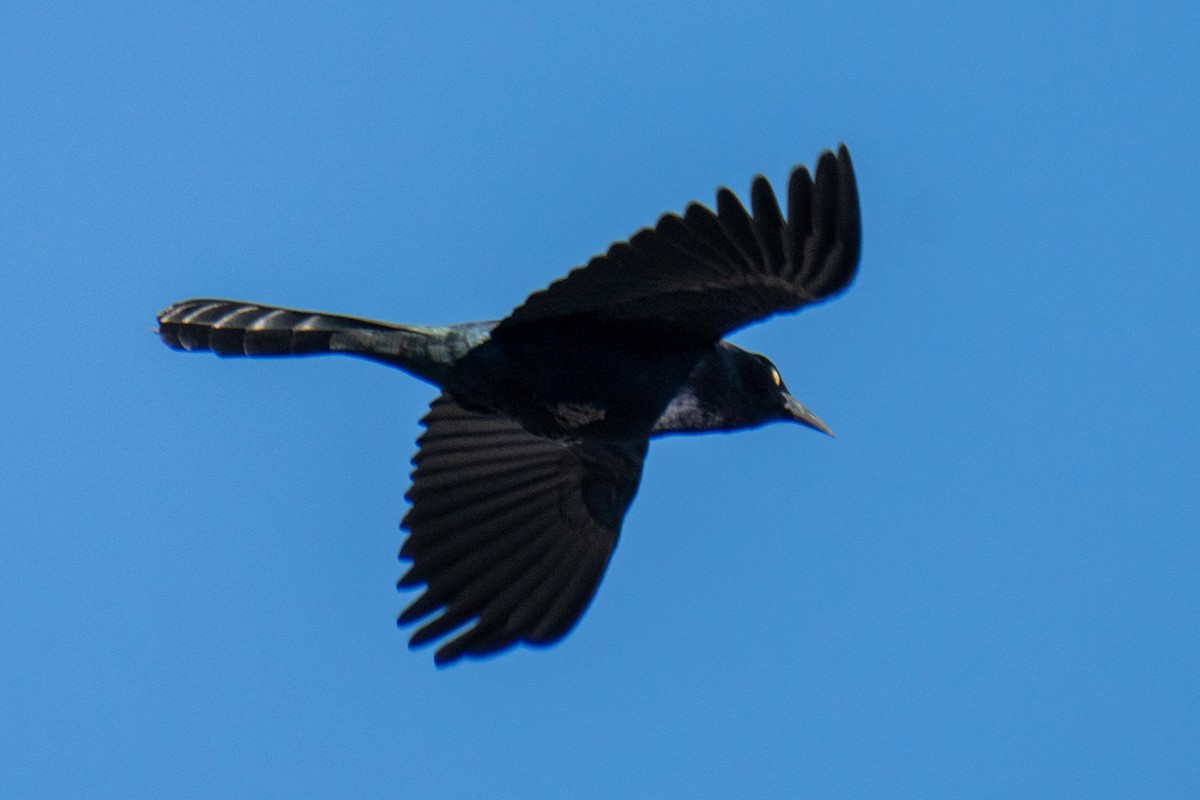 オナガクロムクドリモドキ - ML647521892