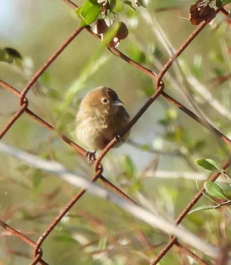シコンヒワ - ML647521894