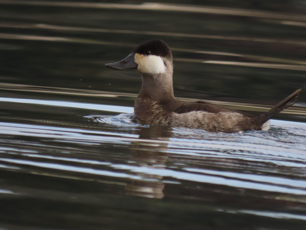 Amerika Dikkuyruğu - ML647521966