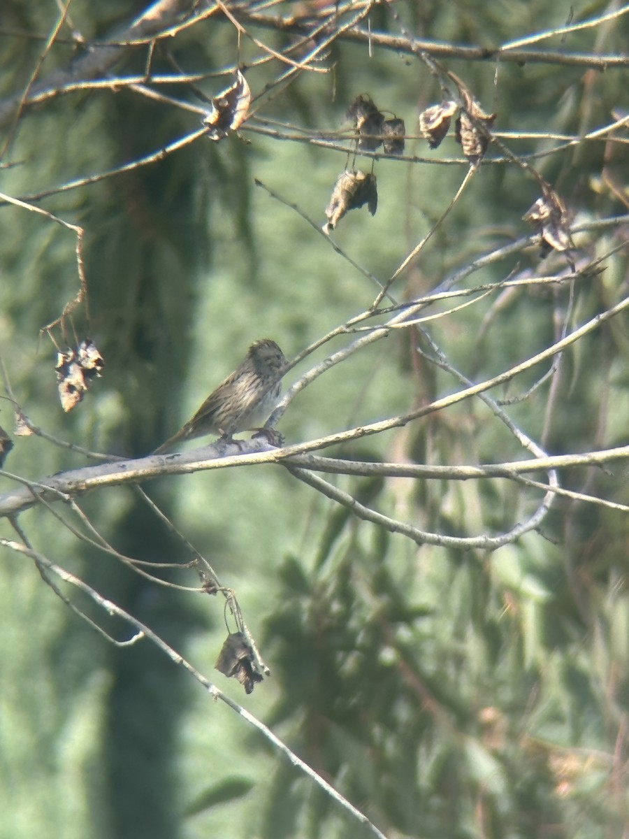 Lincoln's Sparrow - ML647521977