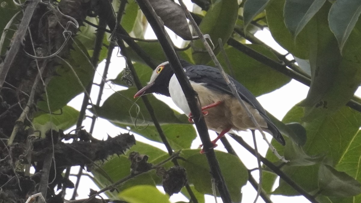 Red-billed Helmetshrike - ML647521978