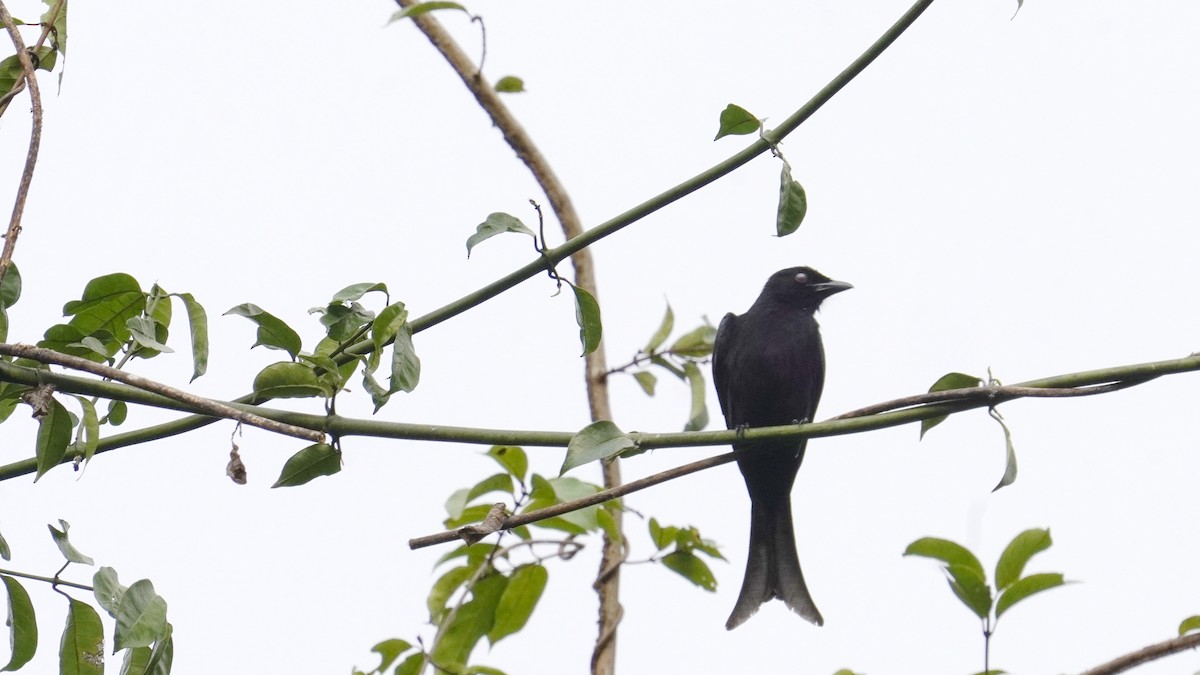 Velvet-mantled Drongo - ML647521986