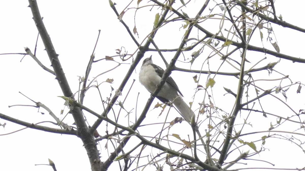 Spotted Greenbul - ML647521991