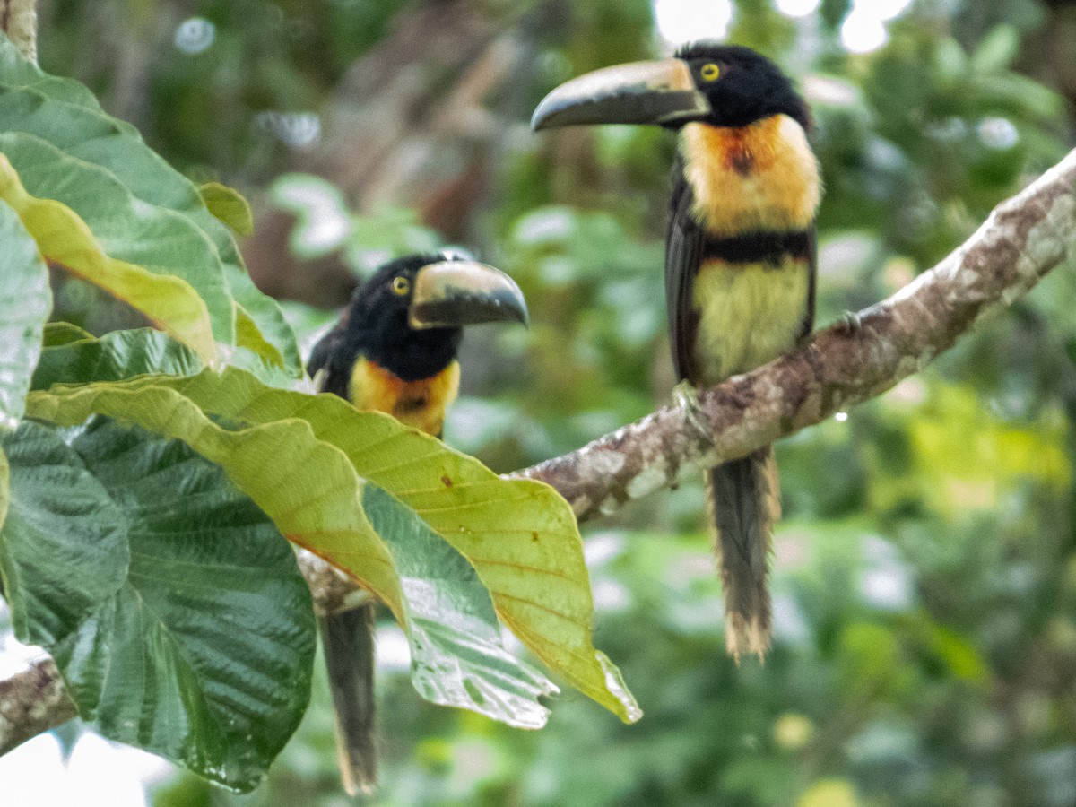 Collared Aracari - ML647522001