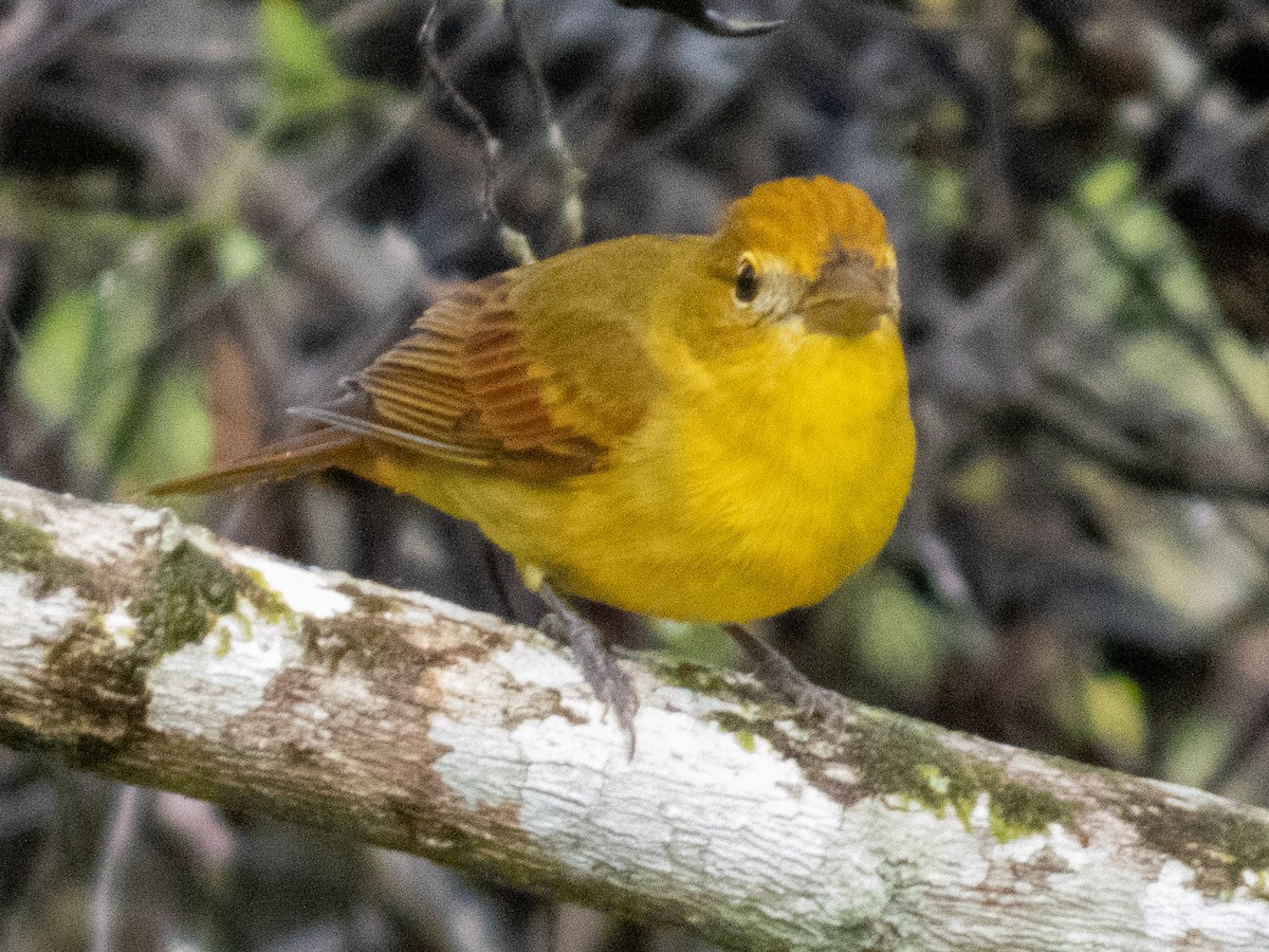 Piranga gorria - ML647522010