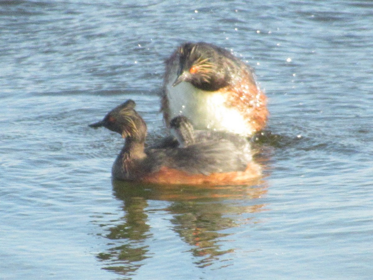 Grèbe à cou noir - ML647522021