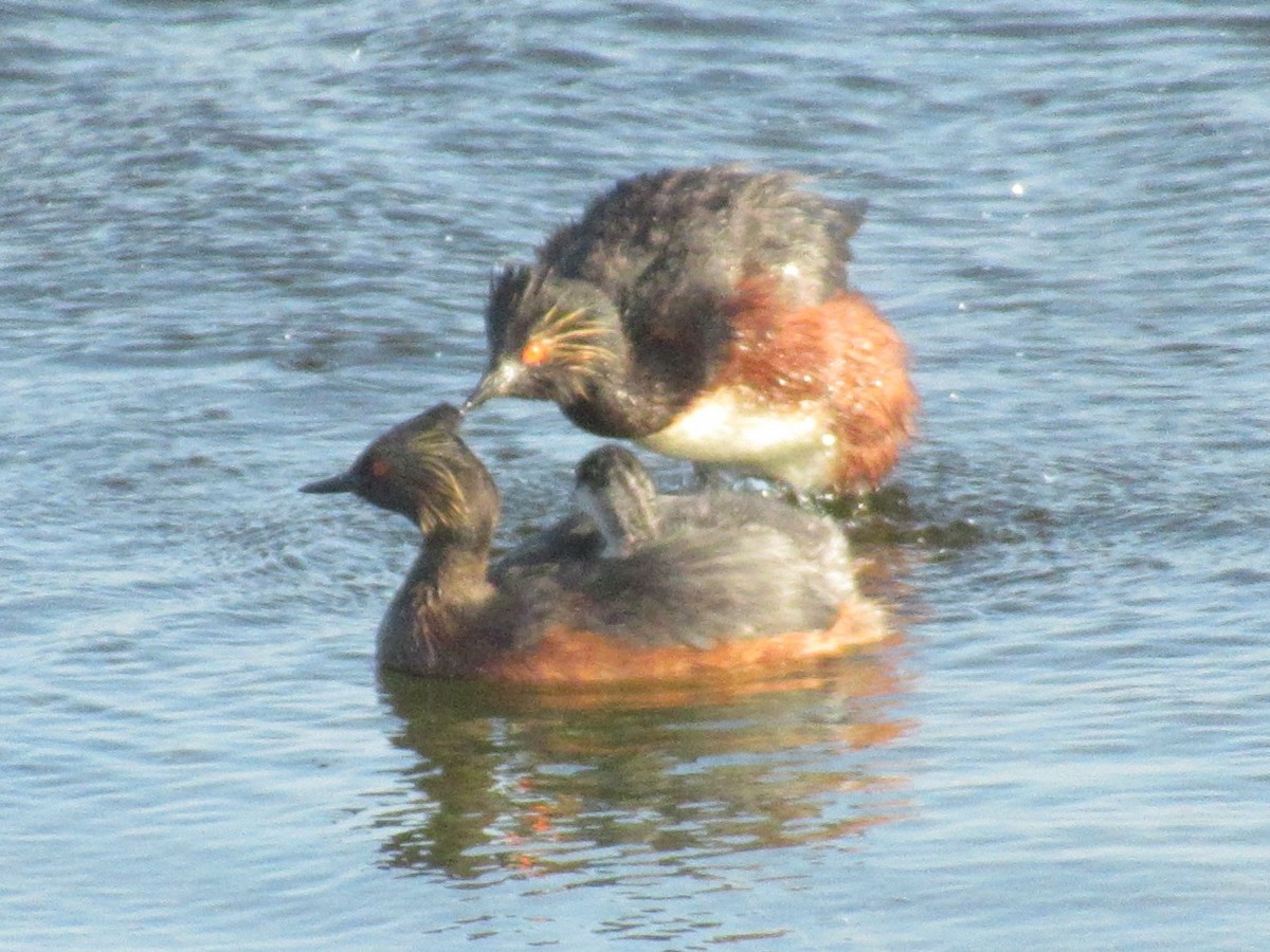 Grèbe à cou noir - ML647522029