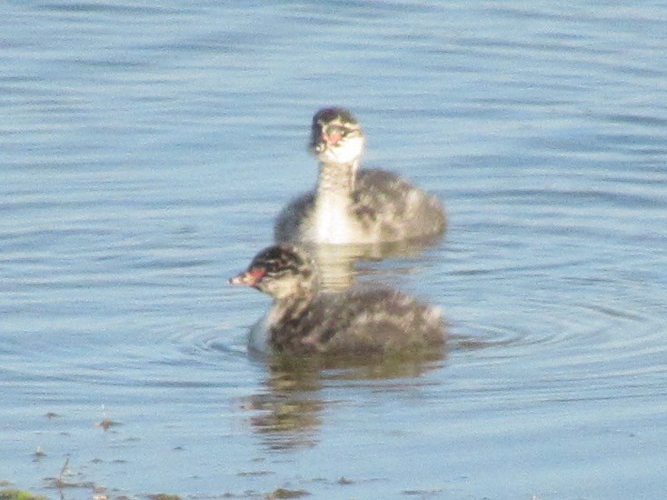 Grèbe à cou noir - ML647522031