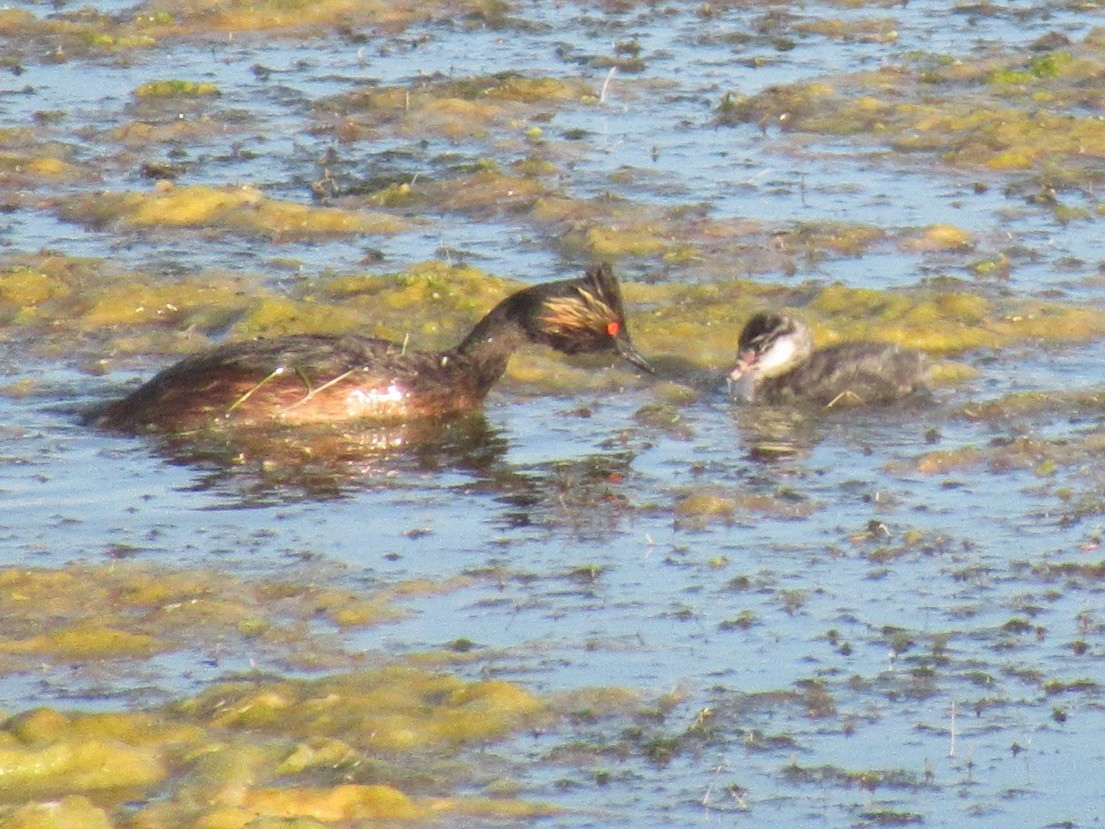 Grèbe à cou noir - ML647522037