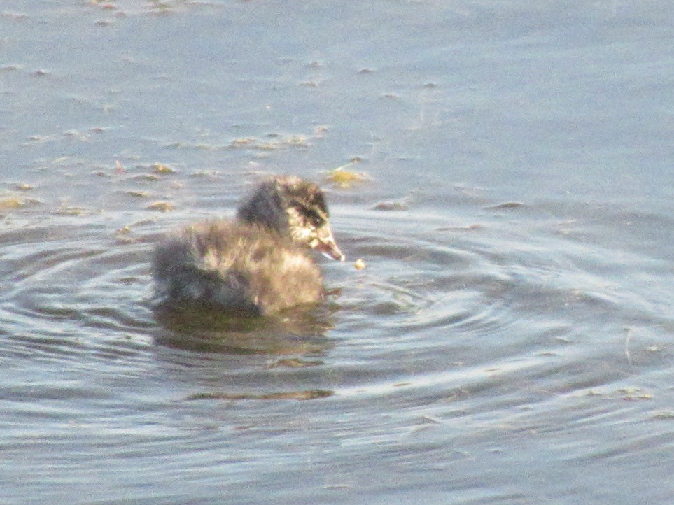 Grèbe à cou noir - ML647522038