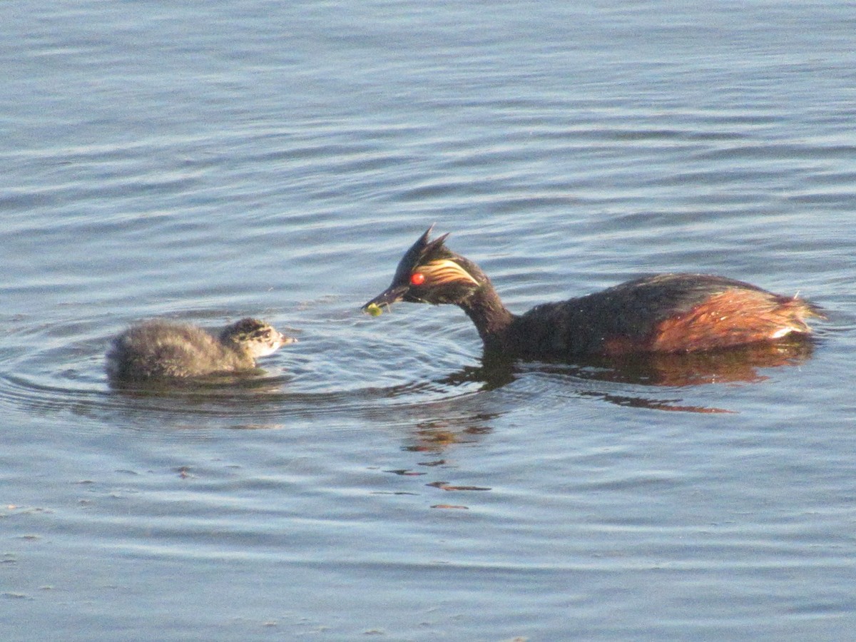 Grèbe à cou noir - ML647522041