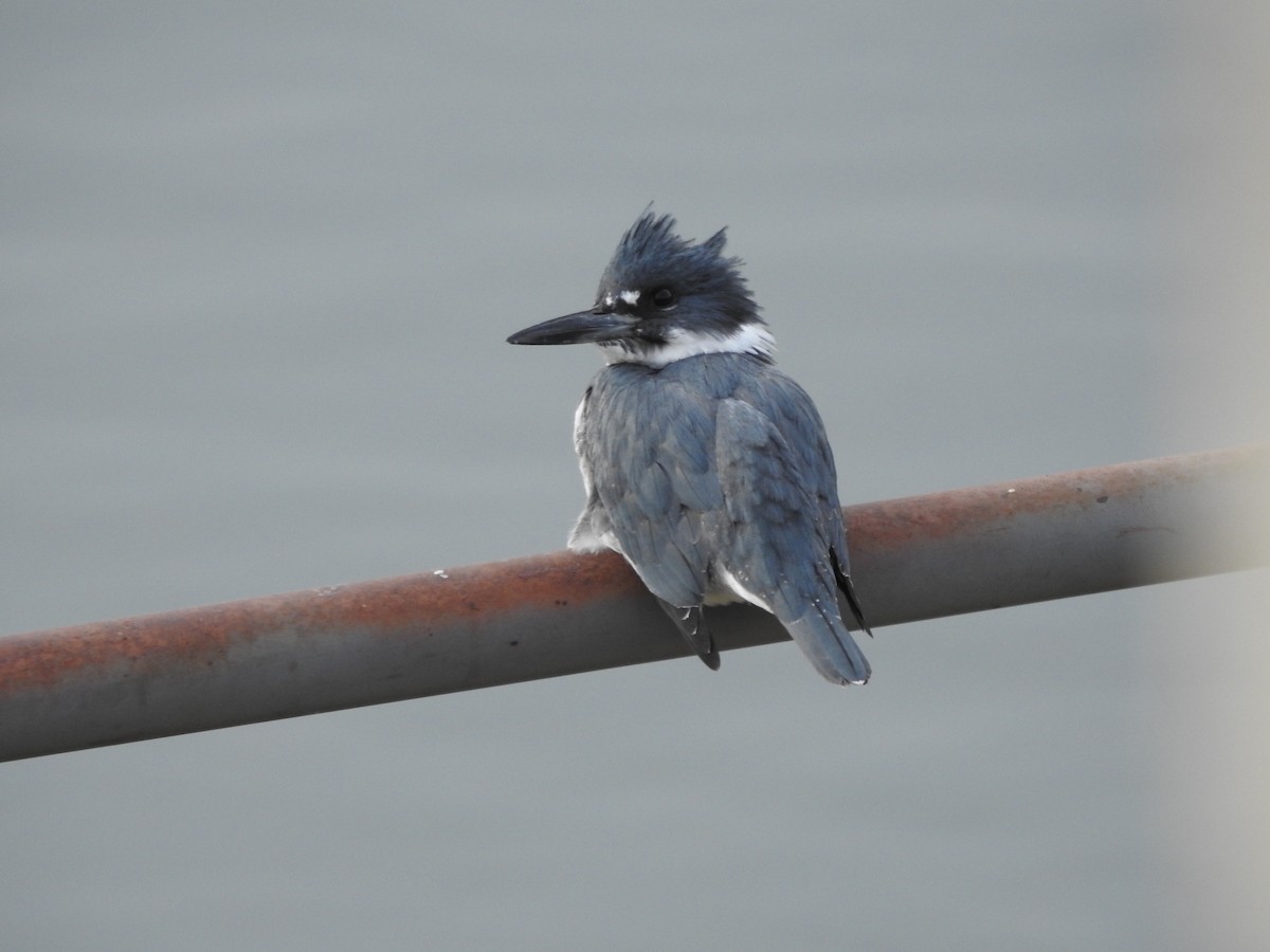 שלדג אמריקני - ML647522042