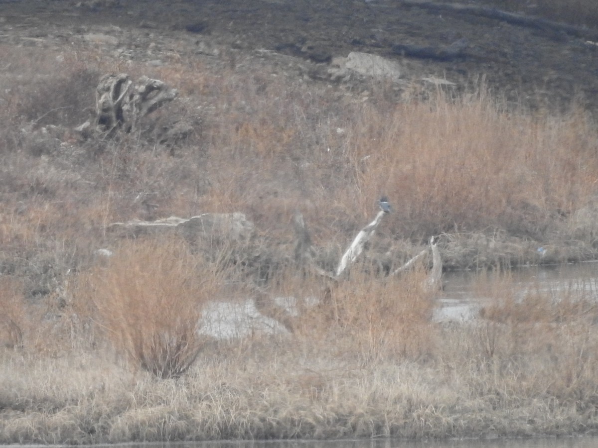 שלדג אמריקני - ML647522043