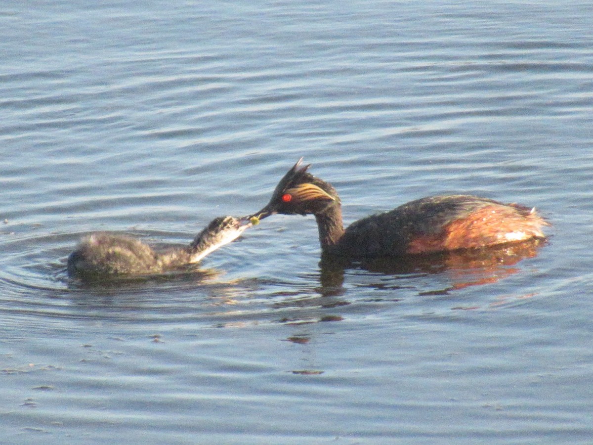 Grèbe à cou noir - ML647522045