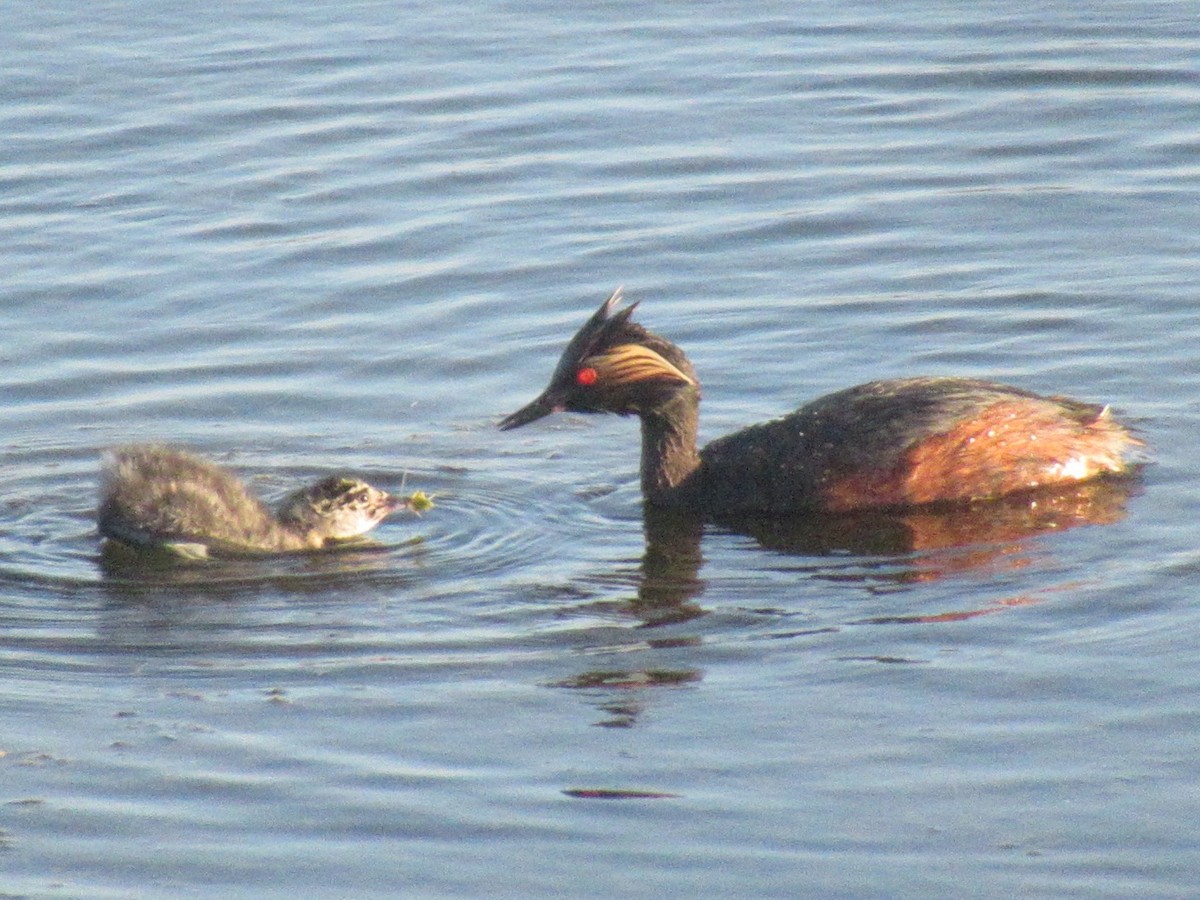 Grèbe à cou noir - ML647522047