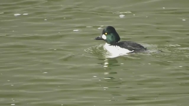 Гоголь зеленоголовий - ML647522071