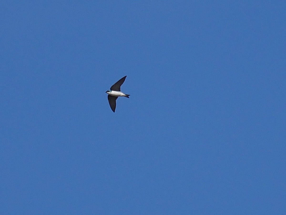 Tree Swallow - ML647522098