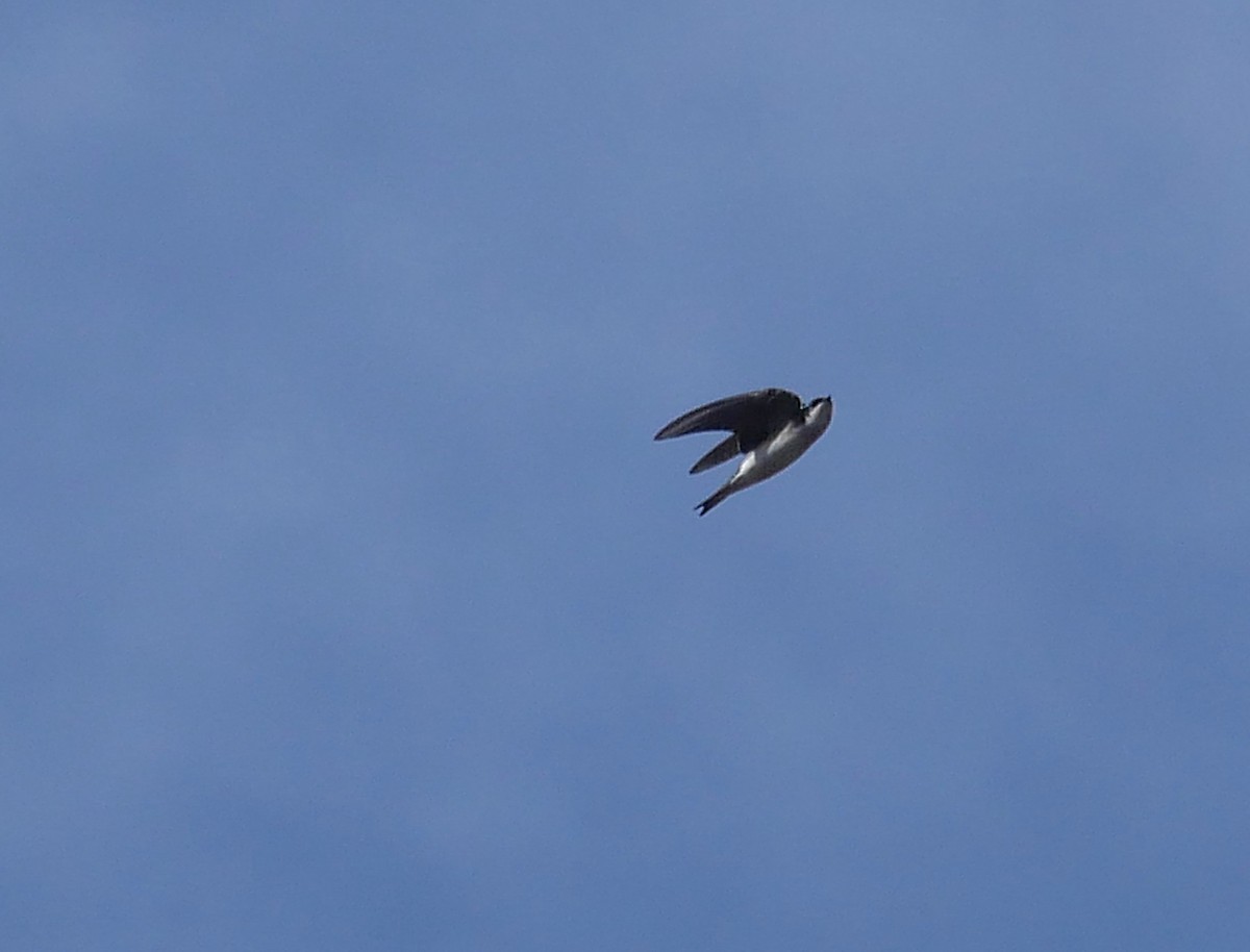 Tree Swallow - ML647522099