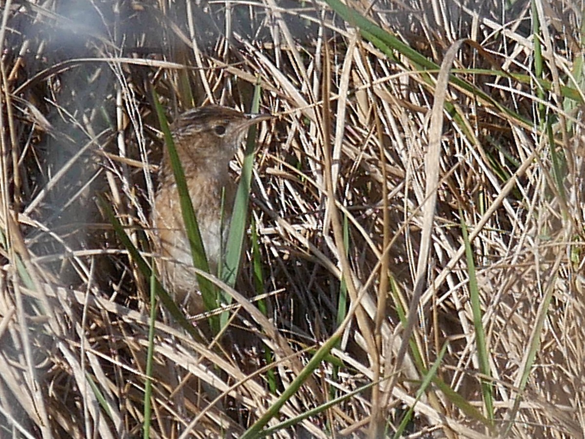 Sedge Wren - ML647522106