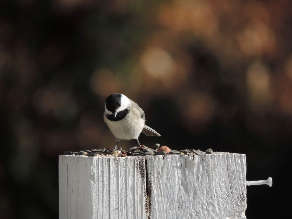 Carolina Chickadee - ML647522116