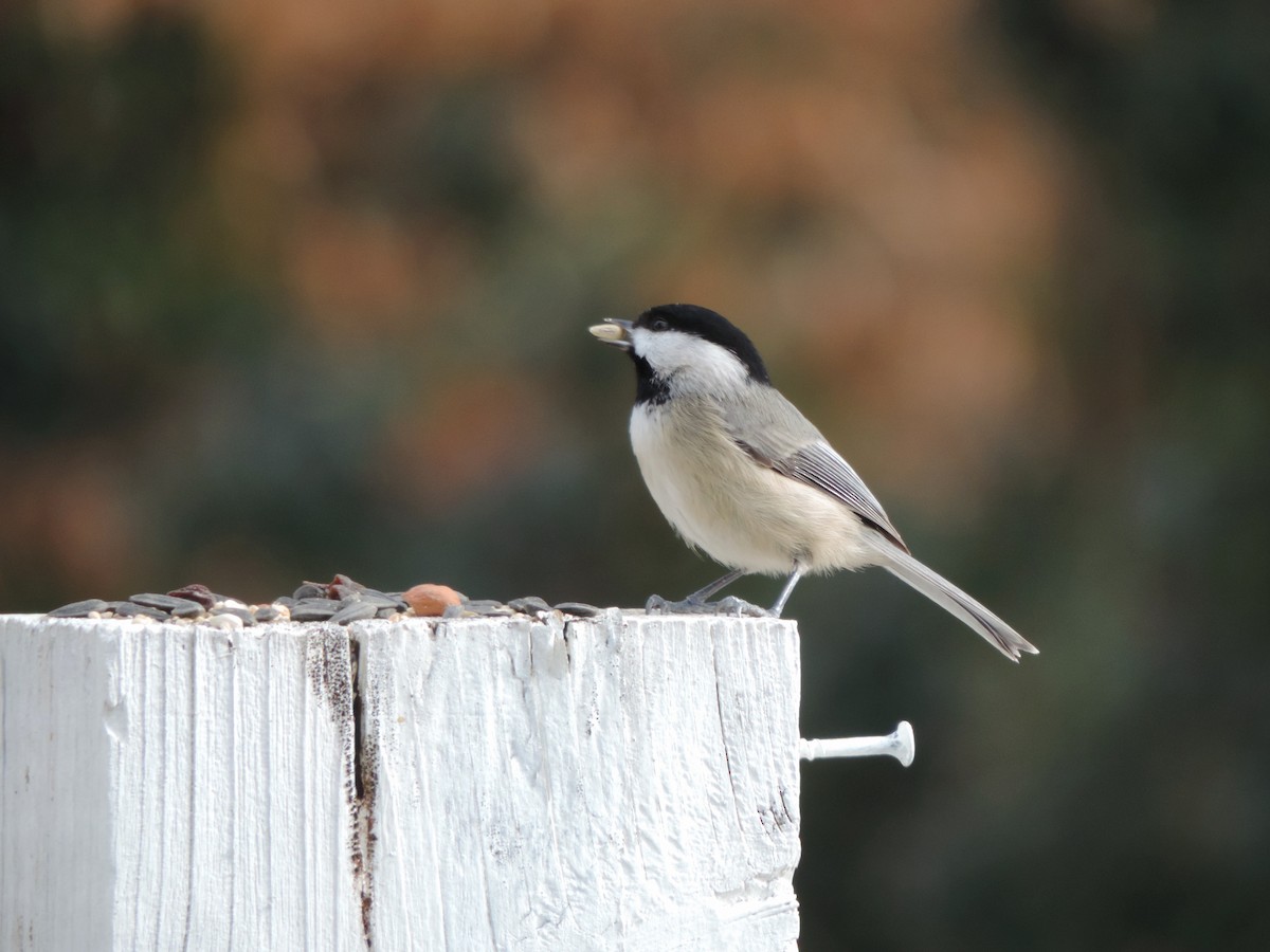Carolina Chickadee - ML647522117
