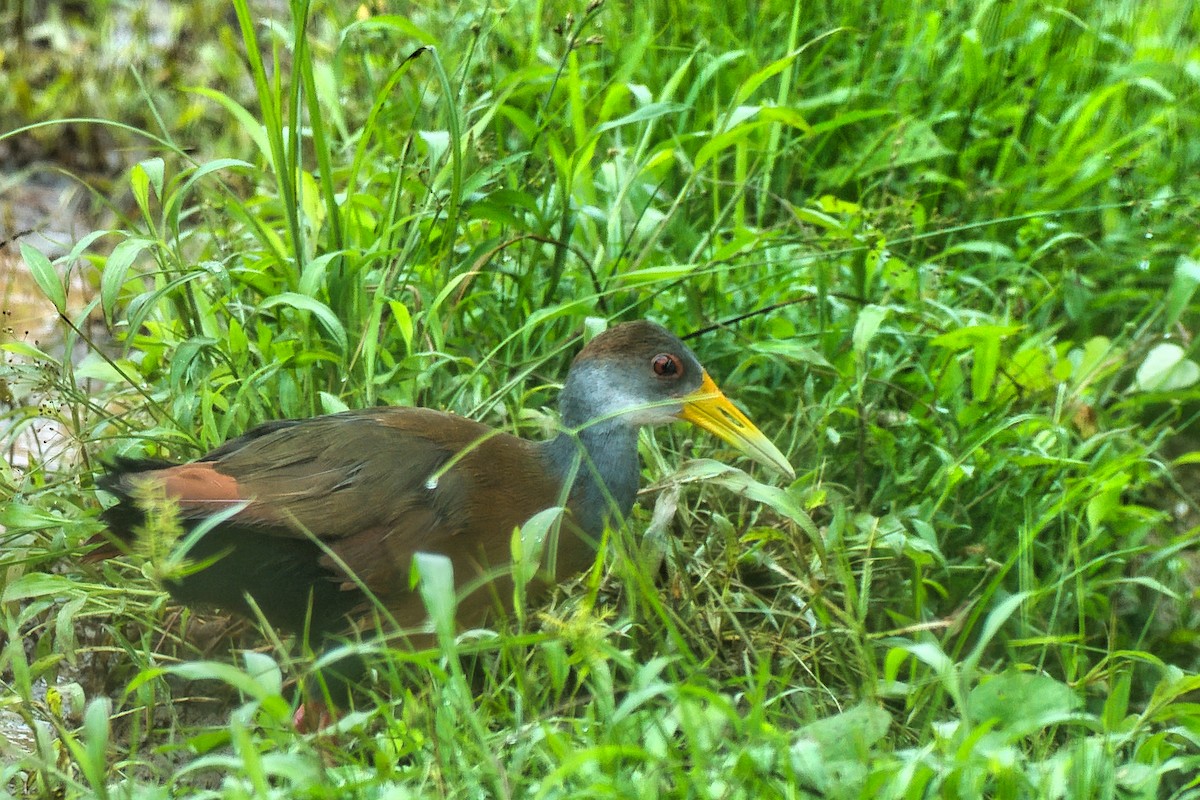 Russet-naped Wood-Rail - ML647522127