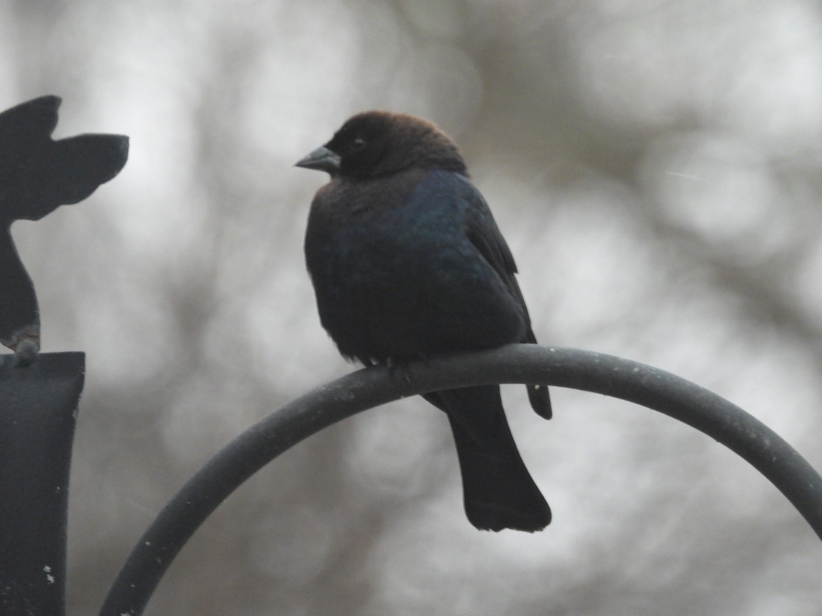 Brown-headed Cowbird - ML647522131