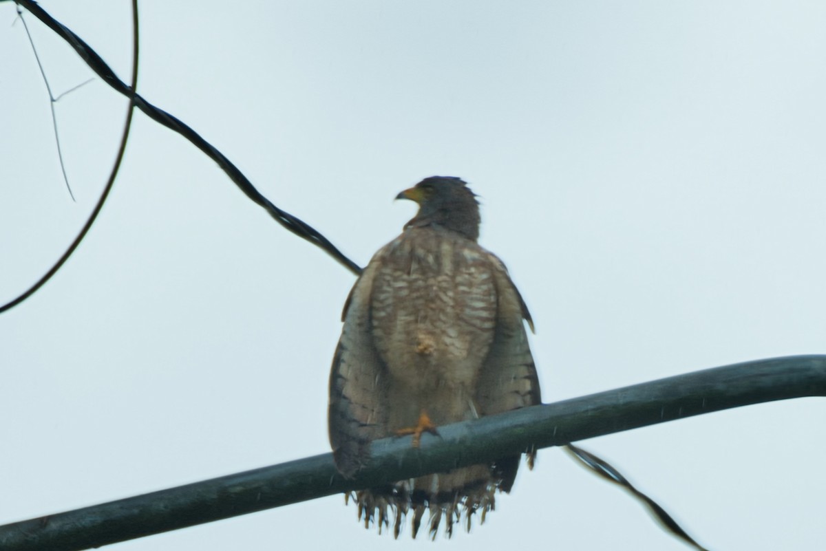 Roadside Hawk - ML647522141