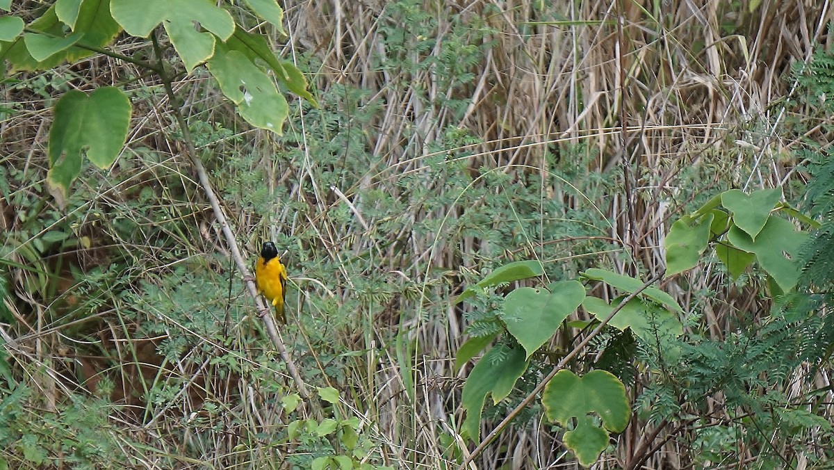 Black-headed Weaver - ML647522179