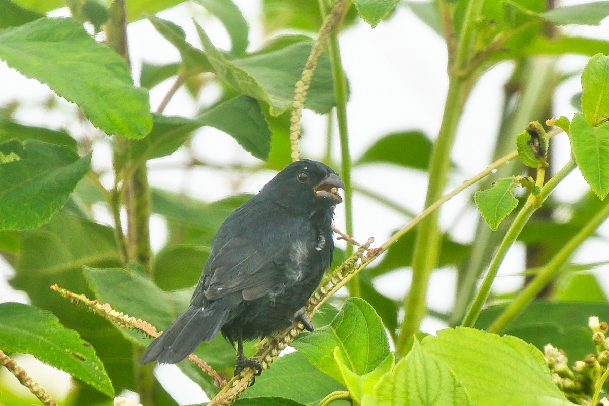 Variable Seedeater - ML647522196